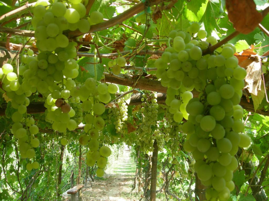 Albergo 'La Vigna' Procida Exterior foto